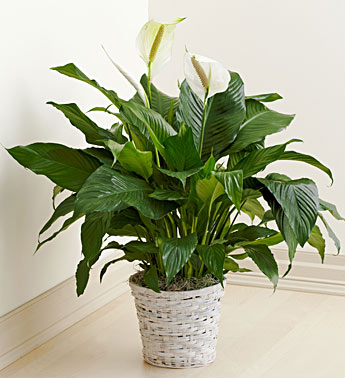 Online Coupons From 1-800 Flowers