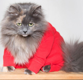 50% off Purr Your Heart Into It Cat Pajamas